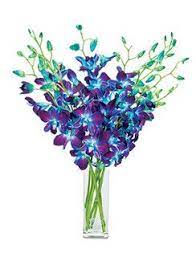 Blue Bombay Dendrobium Orchids Calyx Flowers Dendrobium Orchids Blue Dendrobium Orchids