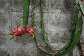 We did not find results for: Dragon Fruit Tree On The Concrete Wall Stock Photo Picture And Royalty Free Image Image 51100862