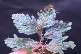 Image result for Selaginella eublepharis