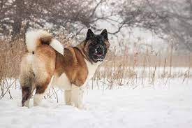 pin on beautiful dogs puppies