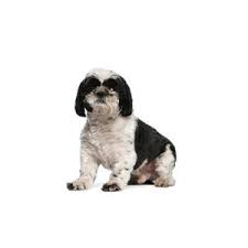 Finding a reputable shih tzu breeder could be difficult. Shih Tzu Puppies Petland Iowa City
