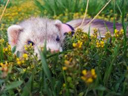 Curious Little Whinny Animals Cute Animals Grass Flower