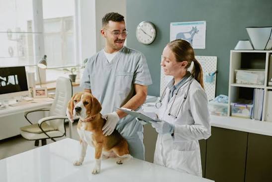 Vet Clinics vs. Animal Hospitals: What's the Difference?