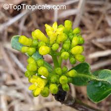 Image result for Psychotria bugoyensis