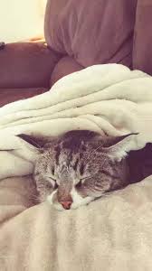 Is your cat being too clingy? Does Your Cat Curl Up On Your Bed Every Night Right Beside You Quora
