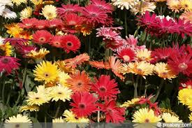 Die blütenpracht erscheint dann bei günstigen. Gerbera Pflege Und Uberwintern Der Bluhpflanze Gartendialog De