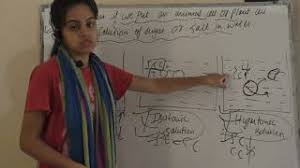 Check spelling or type a new query. What Happen If We Put An Animal Cell Or Plant Cell Into A Solution Of Sugar Or Salt In Water Youtube