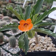 Image result for Pterodiscus elliottii