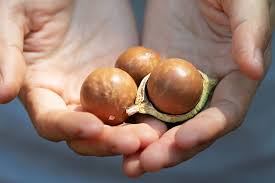 KENYA lifts ban on raw macadamia exports - Farmers Trend Ltd.