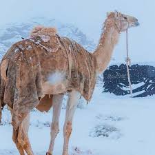 With satellites, radars, and other weather monitoring technology, you can now use these top free weather apis to access this weather data directly in your applications! Algeria Temperature In Winter