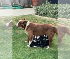 Purposefully bred border collie breeder in yoder, colorado, near colorado springs and denver. Border Collie Puppies For Sale In Usa Page 1 10 Per Page Puppyfinder Com