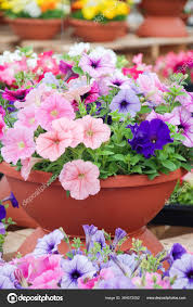 Image result for foto petúnie