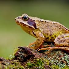 Why Are Frogs Said To Make A Ribbit Sound It S Nothing Like Their Croak Amphibians The Guardian