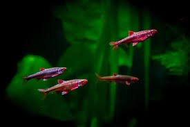 10 Best Coldwater Fish That Don T Need A Heater In 2020 Coldwater Fish Cool Fish Aquarium Heater