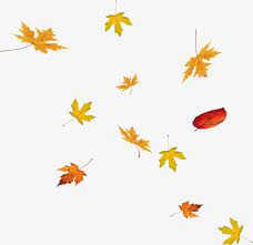 Floating Falling Maple Leaves Png Free Download Leaf Clipart Maple Leaf Fall