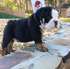 Check spelling or type a new query. English Bulldog Puppies For Sale Louisa Va English Bulldog Puppies Bulldog Puppies English Bulldog