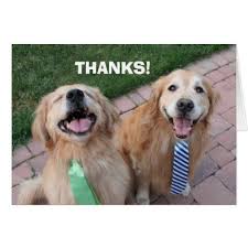 Golden Retriever Thank You Zazzle Com Golden Retriever Puppy Safe Dog Cuddles Say thank you in return for a good deed for you, and you will receive more goodness in your address. golden retriever puppy safe