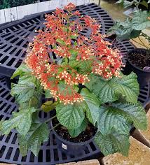 Image result for Clerodendrum poggei