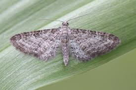 Image result for Eupithecia subumbrata