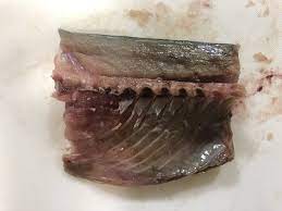 釣り餌 サバの切り身の作り方 付け方 鯖は安くて長持ちの万能エサ イソメ サバ ゴカイ