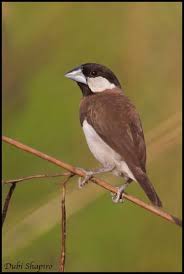 Large Brown Bird With Black And White Wings Timor Sparrow Lonchura Fuscata Also Known As Timor Dusky Sparrow Is A Small 14 Cm Long Plump Dark Brown Songbird With A Finches Bird Birds Bird Pictures