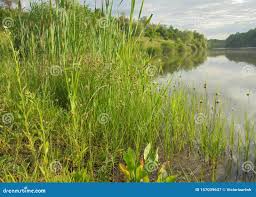 Image result for Subularia