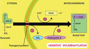 Linked Cycles Of Oxidative Decarboxylation Of Glyoxylate As Protometabolic  Analogs Of The Citric Acid Cycle | Nature Communications