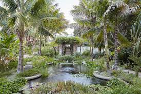 Image result for Howea forsteriana