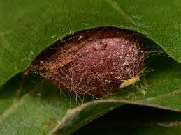 Image result for Apoda limacodes