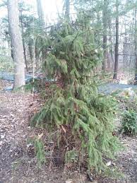 Chances are, even if the herbs you are growing look like they're beyond hope, all they need is little water or sunlight. Is There A Way To Save This Half Dead Evergreen Tree Gardening Landscaping Stack Exchange