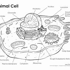 The animal cell answer key. Animal Cell Worksheet Answers Lovely Animal Cell Drawing At Getdrawings Animal Cells Worksheet Cells Worksheet Animal Cell Drawing
