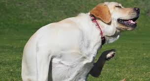 Mon Chien Se Gratte Les Remedes De Grand Mere Contre Les Demangeaisons