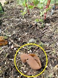 Seeing mushrooms in an outdoor garden or lawn can be just as agonizing as finding them in houseplants! Fungal Growth In Raised Bed Soil 446401 Ask Extension
