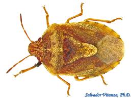 Image result for Commicarpus pentandrus