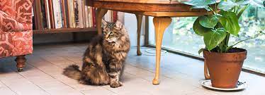 Indoor Cats House Cats Rspca Cat Advice Rspca