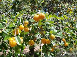 Image result for Grewia pubescens