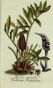 Image result for Zamiaceae