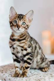 Pretty Bengal Kitten In 2021 Bengal Cat Kitten Bengal Cat Bengal Kitten