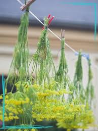 We did not find results for: How To Harvest Dill Without Killing The Plant Together Time Family