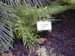 Image result for Pteris dentata