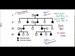 Pedigree Analysis Autosomal Dominant