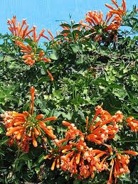 Image result for Dissotis alata