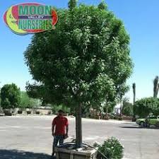 I am looking for a tree that offers shade, but has a small base. 23 Patio Small Trees Los Angeles Ideas Small Trees Plants Trees To Plant