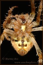 Image result for Centema subfusca