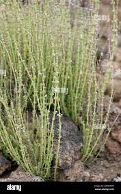 Image result for Micromeria imbricata