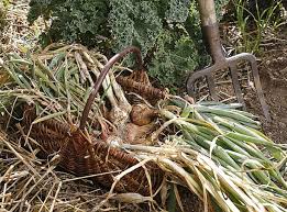 Résultat de recherche d'images pour "nouer l'ail"