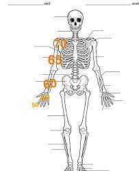 Kvp Radiology Body Chart Radiology Human Skeletal System Skeletal System Printable Human Anatomy Picture