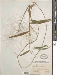 Image result for Isachne mauritiana