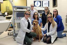Join the truesdell animal care hospital and clinic family today! Our Team Uw Veterinary Care