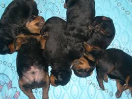 Rottweiler Puppy Growth Chart A Love Of Rottweilers